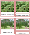 8 types of Coniferophyta (conifers) - Montessori Print Shop