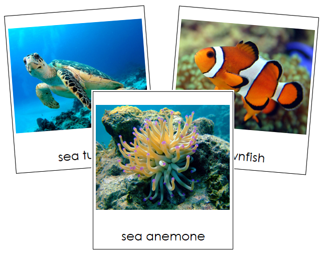Coral Reef Animals - Montessori Print Shop