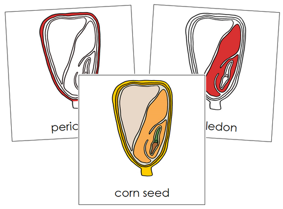 Corn Seed Nomenclature Cards (Red) - Montessori Print Shop
