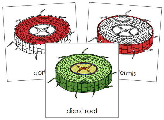 Dicot Root Nomenclature Cards (red) - Montessori Print Shop