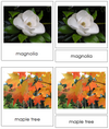Dicotyledon Cards - Montessori Print Shop