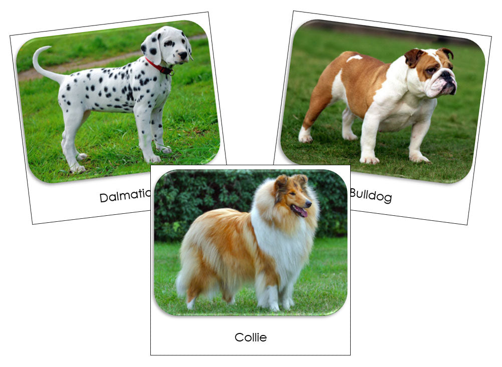 Dogs Safari Toob Cards - Montessori Print Shop