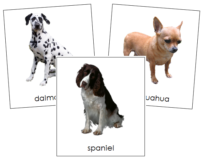 Dog 3-Part Cards - Montessori Print Shop