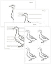 Elementary Duck Nomenclature - Montessori Print Shop