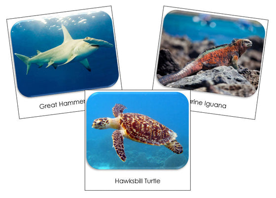 Endangered Marine Species Safari Toob Cards - Montessori Print Shop