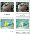 Types of Fish 3-Part Cards - Montessori Print Shop
