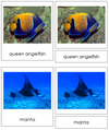 Types of Fish 3-Part Cards - Animal Kingdom Cards