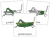 Grasshopper Nomenclature Cards - Montessori Print Shop
