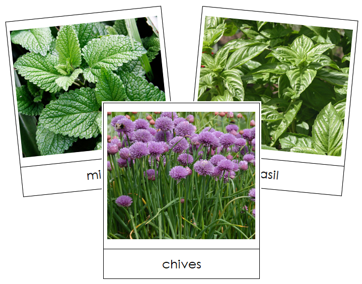 Herb Picture Cards - Montessori Print Shop