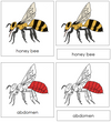 Honey Bee Nomenclature 3-Part Cards (red) - Montessori Print Shop