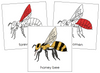 Honey Bee Nomenclature Cards (red) - Montessori Print Shop