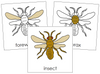 Insect Nomenclature Cards - Montessori Print Shop