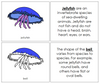 Jellyfish Nomenclature Book - Montessori Print Shop