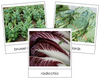 Leaf Vegetable Picture Cards Set 1 - Montessori Print Shop