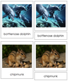 Types of Mammals 3-Part Cards - Animal Kingdom Cards
