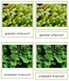 8 types of Marchantiophyta (liverworts) - Montessori Print Shop