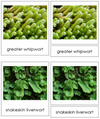 8 types of Marchantiophyta (liverworts) - Montessori Print Shop