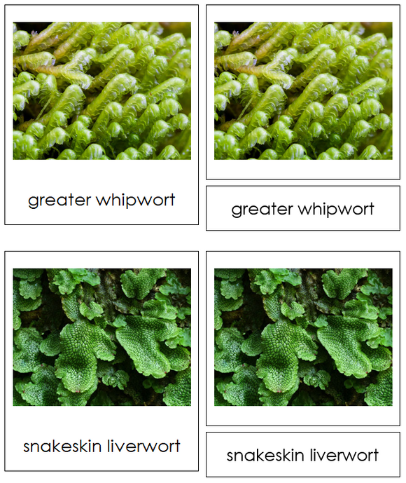 Division Marchantiophyta Cards - Montessori Plant Kingdom