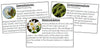 Plant Kingdom Information Cards - Montessori Print Shop