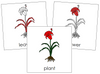 Plant Nomenclature Cards (red) - Montessori Print Shop