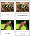 8 types of Platyhelminthes (Animal Kingdom) - Montessori Print Shop
