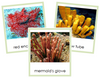 Phylum Porifera (color) - Montessori Print Shop