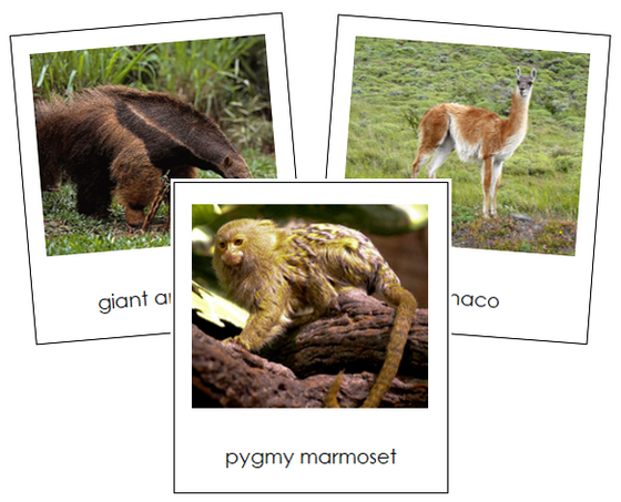 South American Animals - Montessori Continent Cards