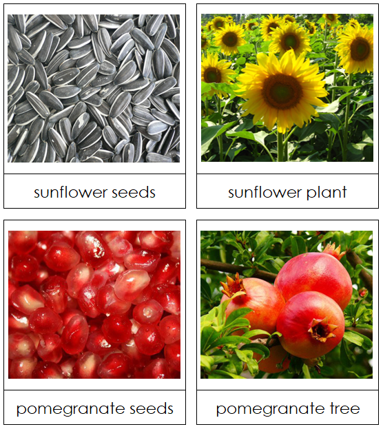 Seed & Plant Matching Cards - Montessori Print Shop