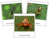 Spider 3-Part Cards - Montessori Print Shop