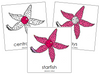 Starfish Nomenclature Cards - Montessori Print Shop
