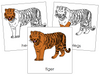 Tiger Nomenclature Cards - Montessori Print Shop