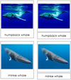 Whale Cards - Montessori Print Shop