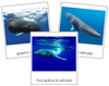 Whales 3-Part Cards - Montessori Print Shop